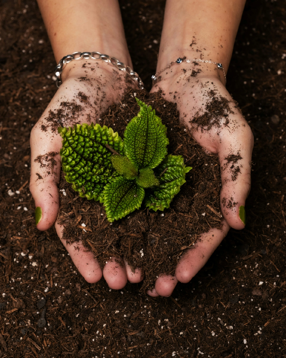 Mains et plante