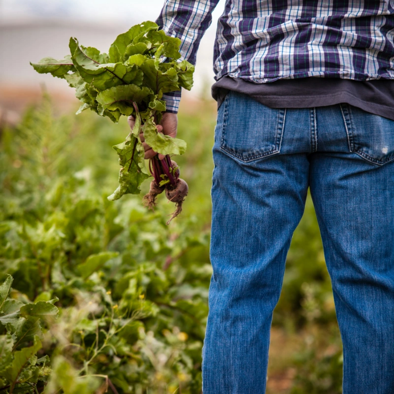 Agroalimentaire