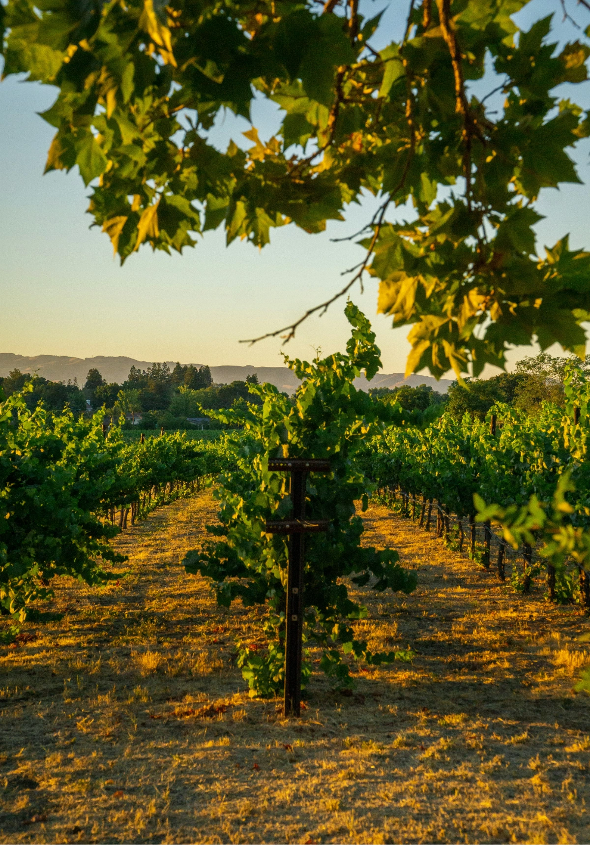 Vignes